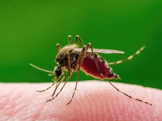 Misure di contrasto dell'insorgenza di  casi di infezione da WEST NILE VIRUS e patologie collegate agli Artropodi vettori